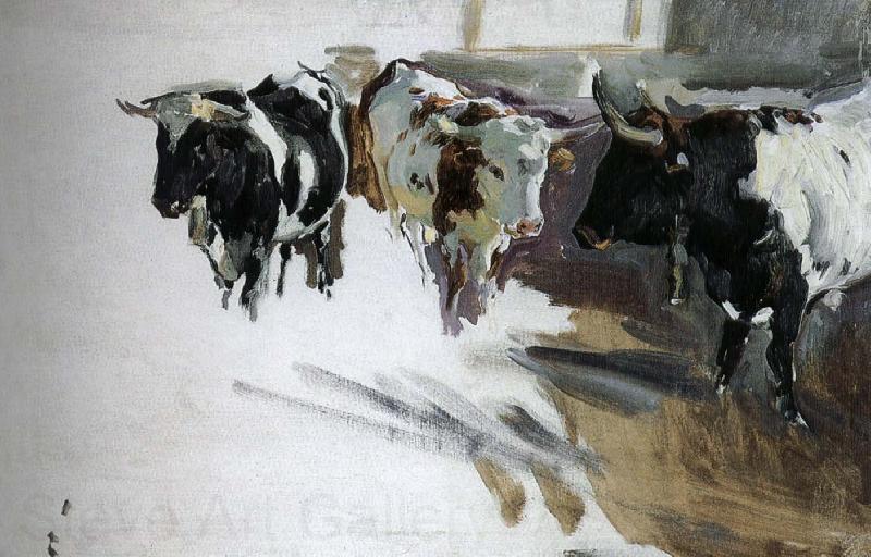 Joaquin Sorolla Bull Project